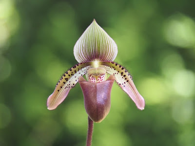 Paphiopedilum ciliolare orchid plant care and culture