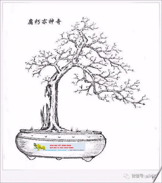 Tạo dáng mai vàng bonsai