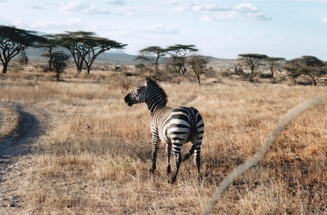 African Zebra