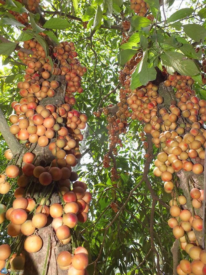 SEGER Foto Kebun Buah  Buahan unik lucu keren dan hebat