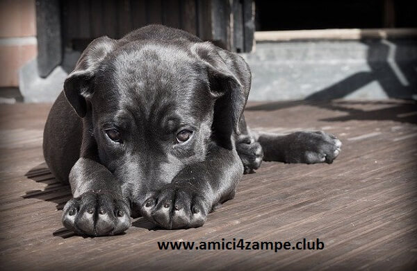 https://www.amici4zampe.club/2020/03/la-distimia-nel-cane.html