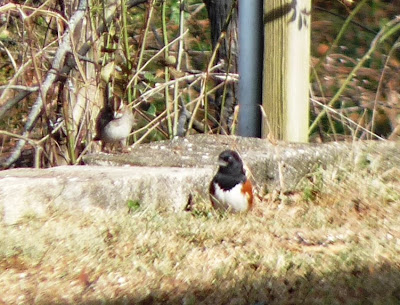 towhee white-throated sparrow