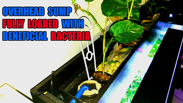 DIY Overhead Fish Tank Sump with Aquaponic Filter