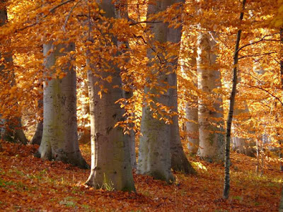 *Avec les Sœurs, Frères de Don Bosco et Amis(es)*: Comme un arbre 231124