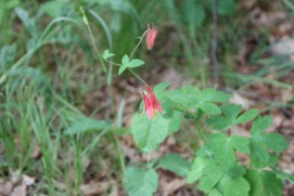 columbine in bloom