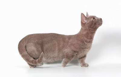 Munchkin Cats Seen On www.coolpicturegallery.us