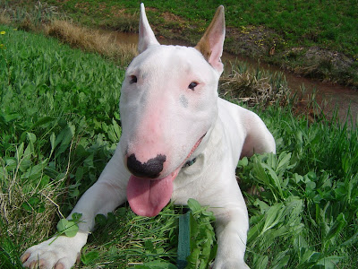 Bull Terrier