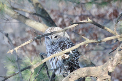 barred owl on oak branch