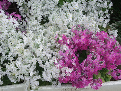 画像をダウンロード 春の 花木 ピンク 271191-春の花木 ピンク