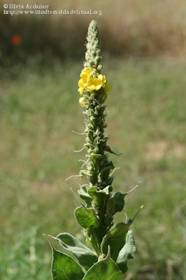 http://www.biodiversidadvirtual.org/herbarium/Verbascum-thapsus-L.-img287803.html