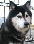 Alaskan Malamute