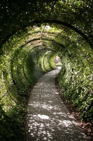 Living Willow Tunnel For Garden and Backyard - Everything 