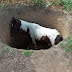 secretaria de meio ambiente  resgata cavalo que caiu na fossa aberta em morro do fundo