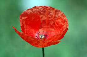 hoa poppy, hoa biểu trưng,  poppy hoa bieu,  hoa bieu trung,  hoc hoa bieu