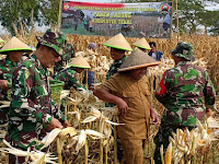 Demplot Kodim 0712 Tegal Panen Raya Jagung