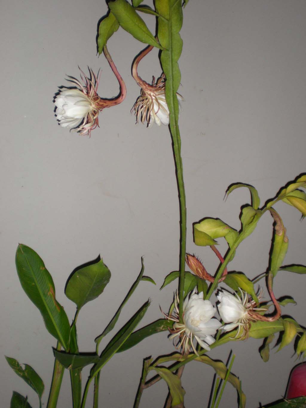 gambar bunga wijayakusuma Indonesiadalamtulisan 