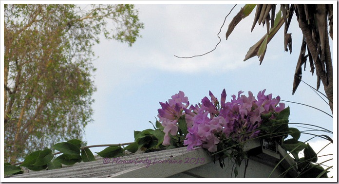 04-20-garlic-vine