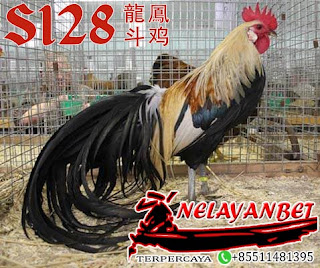 Ayam Onagadori,dengan ekor panjang Berwibawa Dari Negara Jepang 