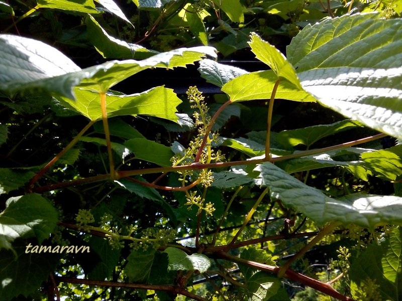 Виноград амурский (Vitis amurensis)