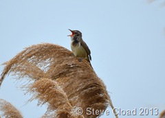 Great Reed Warbler