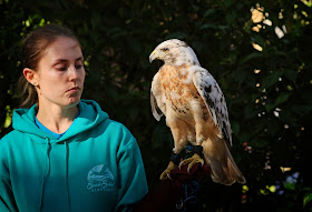 A leucistic male red-tailed hawk perches on a rehabber's arm.