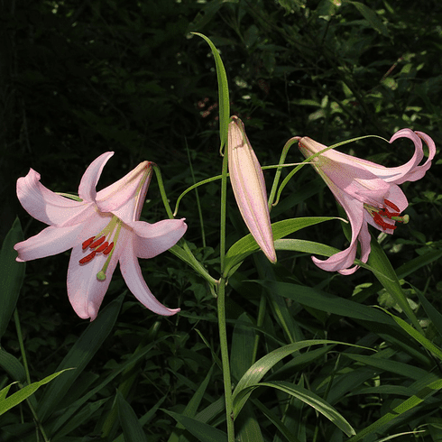 Лилия японская (Lilium japonicum)