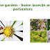 Home garden - Some insects are pollinators