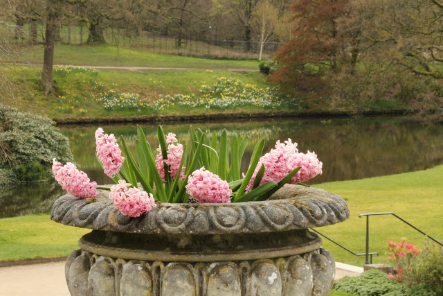 Hyacinths and the Reflection Lake