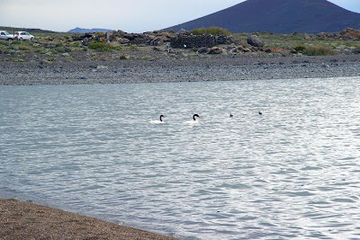 Laguna Blanca celebra sus humedales