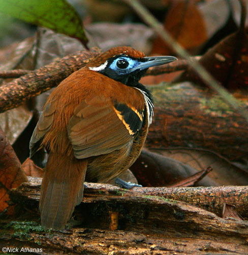 Antbirds wallpaper,Antbird images,Antbird picture,Antbird photo,Flying antbird,Antbirds,Colourful antbird,