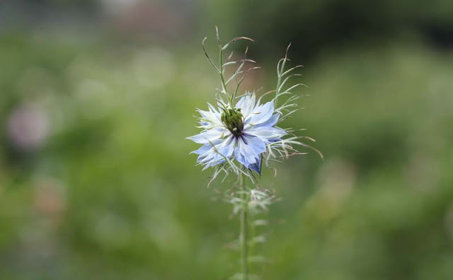 Love-in-a-Mist Flowers