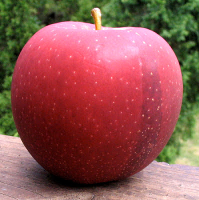 Joburn apple