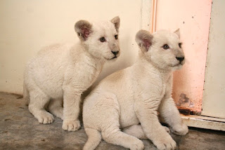 Leones del zoológico de Guadalajara en el 2013