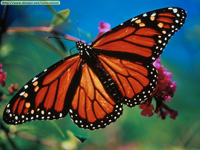 monarch butterflies wallpaper