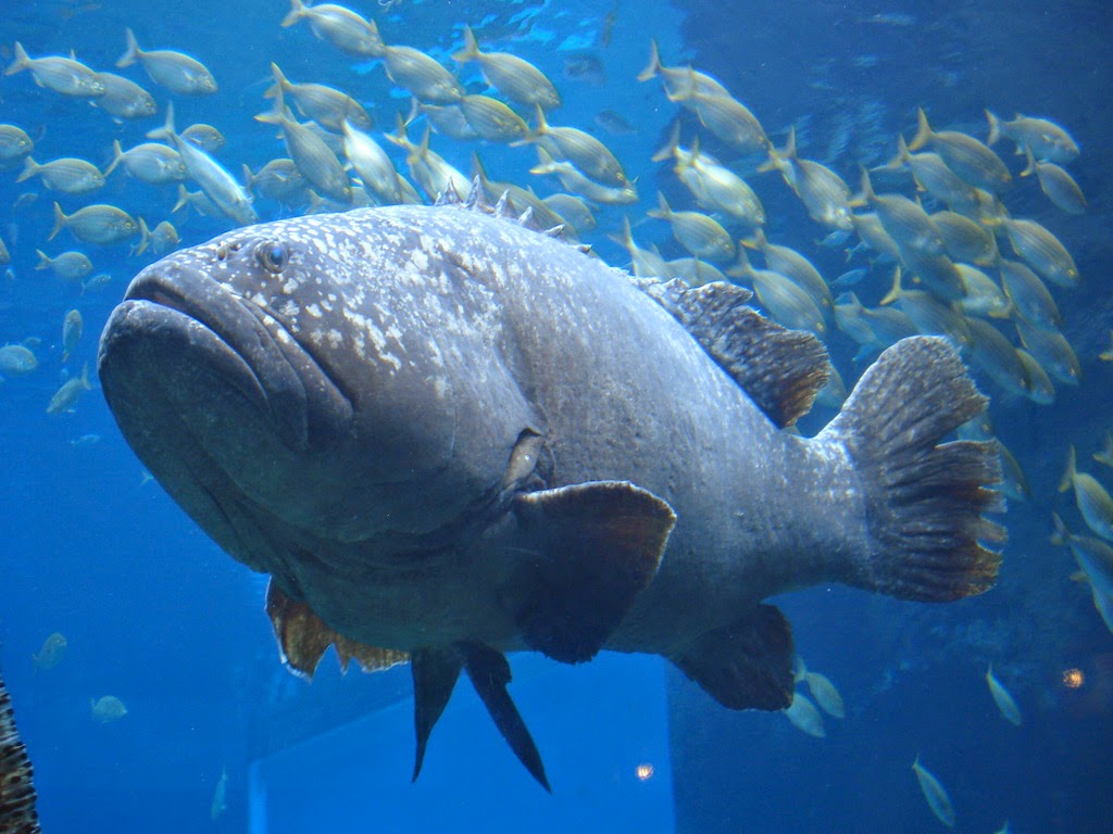 Unduh 93 Gambar Ikan Laut Dalam Terbaru Gratis