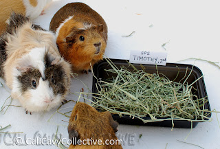 guinea pig timothy hay review comparison