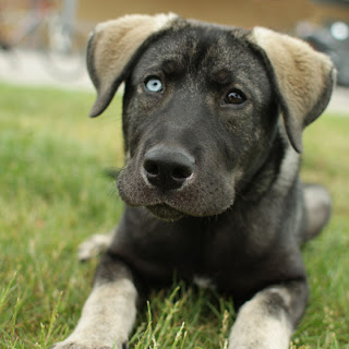 Cute Dogs: German Shepherd Lab Mix