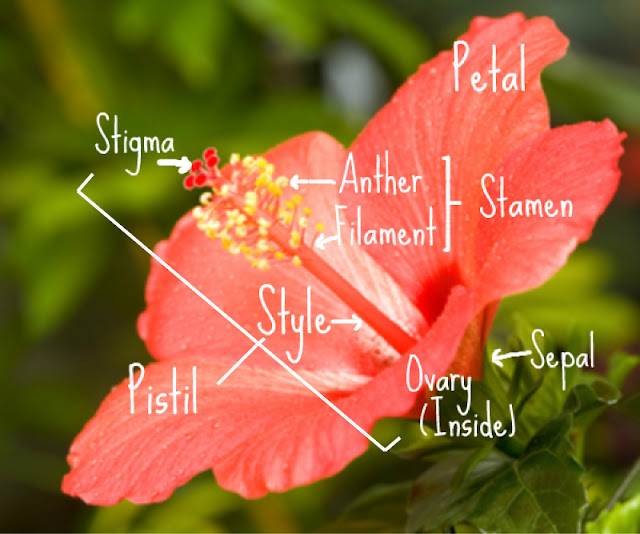 Parts of a Hibiscus Flower