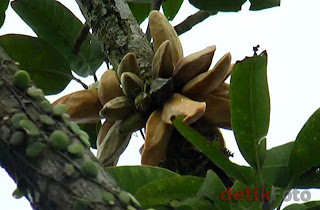 Pohon Mangga Berbuah Pisang