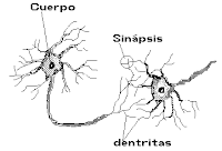 Sinapsis entre neurona.