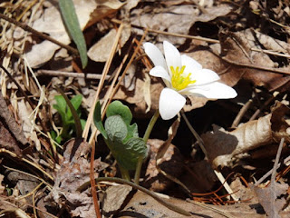 bloodroot