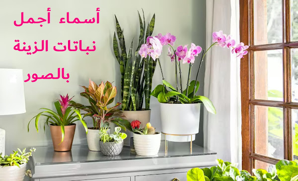 أسماء أجمل نباتات الزينة بالصور