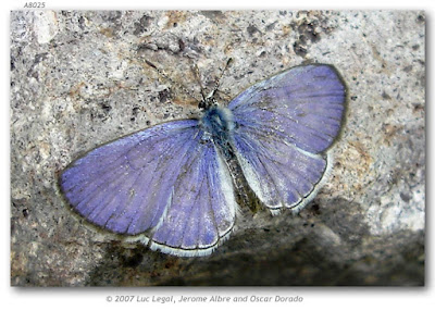 Mariposa azul lilácea (Leptotes cassius)