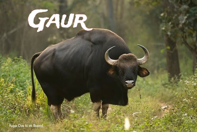 गोवा का राज्य पशु "गौर" | | State Animal of Goa Gaur (Indian Bison)