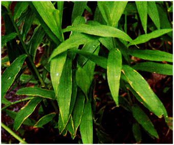 Bangle (Zingiber purpureum Roxb.) 