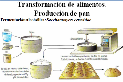 http://www.ceiploreto.es/sugerencias/juegos_educativos_5/13/2_La_fabricacion_del_pan/index.html