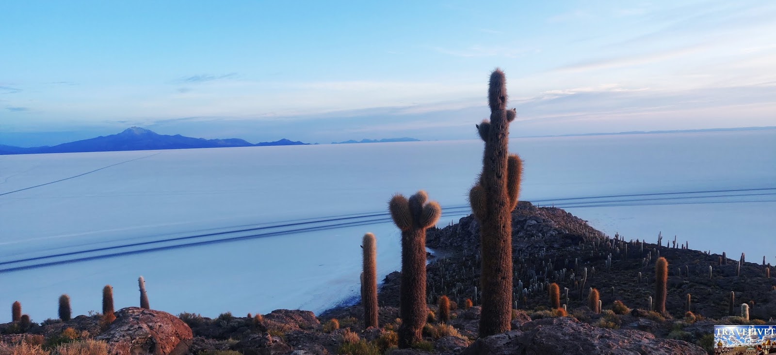 Bolivie Bolivia uyuni île aux cactus