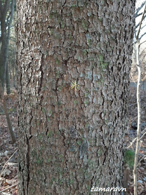 Пихта цельнолистная / Пихта чёрная (Abies holophylla)