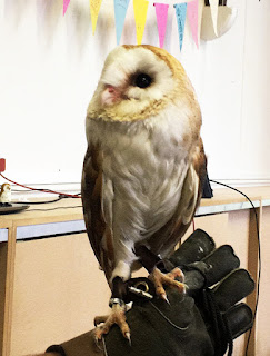 Barn Owl at a charity event in Chipping Sodbury