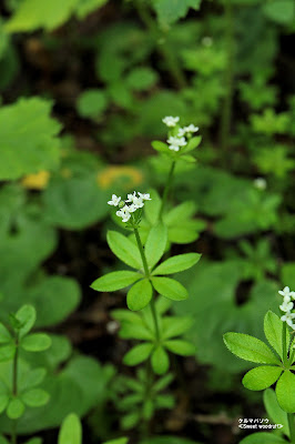 クルマバソウ ≪Sweet woodruff≫